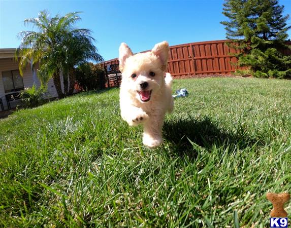 PuppyAvenue Picture 1